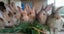 Pure Flemish Giant kits Carousel 5