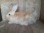 Pure Flemish Giant kits Carousel 6