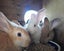 Pure Flemish Giant kits Carousel 7