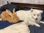 Pure Flemish Giant kits Carousel 9
