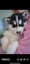 husky puppy ready to new home Carousel 2