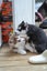 husky puppy ready to new home Carousel 3