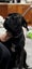 Cane Corso/ Neapolitan Mastiff puppies Carousel 8