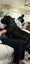 Cane Corso/ Neapolitan Mastiff puppies Carousel 10