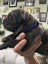 Cane Corso/ Neapolitan Mastiff puppies Carousel 12