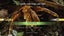 National Geographic QUIZ WILDLIFE (Nat Geo Quiz Wildlife) PS3 *EXCELLENT & CO... Carousel 10