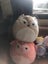Squishmallow bulk lot Carousel 4