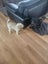 Toy poodle ,toodles female 9yrs old Carousel 1