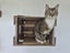 Teeny - CCCR Carousel 2