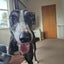 Belle (Wonder Women) 5yr old retired greyhound Carousel 3
