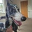 Belle (Wonder Women) 5yr old retired greyhound Carousel 4