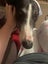 Belle (Wonder Women) 5yr old retired greyhound Carousel 5