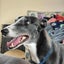Belle (Wonder Women) 5yr old retired greyhound Carousel 1