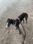 Belle (Wonder Women) 5yr old retired greyhound Carousel 7