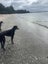 Belle (Wonder Women) 5yr old retired greyhound Carousel 8