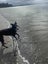 Belle (Wonder Women) 5yr old retired greyhound Carousel 9