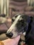Belle (Wonder Women) 5yr old retired greyhound Carousel 6