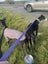 Belle (Wonder Women) 5yr old retired greyhound Carousel 10