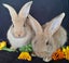Pure Flemish Giant kits Carousel 4