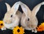 Pure Flemish Giant kits Carousel 5