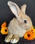 Pure Flemish Giant kits Carousel 6