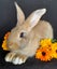 Pure Flemish Giant kits Carousel 7