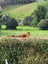 Horse grazing Carousel 4