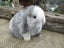 Mini Lop Rabbits Carousel 1