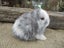 Mini Lop Rabbits Carousel 2