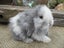 Mini Lop Rabbits Carousel 3