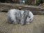 Mini Lop Rabbits Carousel 4