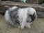 Mini Lop Rabbits Carousel 5