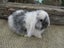 Mini Lop Rabbits Carousel 6