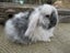 Mini Lop Rabbits Carousel 7