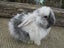 Mini Lop Rabbits Carousel 8
