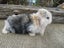 Mini Lop Rabbits Carousel 9