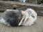 Mini Lop Rabbits Carousel 10