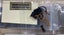 OO - Bachman - LNEr Class A2 - A.H. Peppercorn Carousel 11