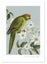 Birds & Botanics Kakariki A3 Print Carousel 1