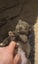 Purebreed blue Staffordshire bull terrier (papered) Carousel 6
