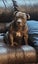 Purebreed blue Staffordshire bull terrier (papered) Carousel 8