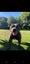 Purebreed blue Staffordshire bull terrier (papered) Carousel 9