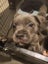 Purebreed blue Staffordshire bull terrier (papered) Carousel 13