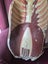 1945 large vintage anatomy model Carousel 6