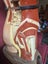 1945 large vintage anatomy model Carousel 8