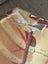 1945 large vintage anatomy model Carousel 10