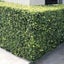 Murraya Paniculata - Orange Jasmine Carousel 3