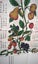Antique 1970 teatowel Carousel 5