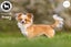 Honey - Long Coat Chihuahua Carousel 5