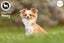 Honey - Long Coat Chihuahua Carousel 6